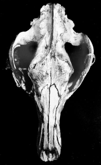 Black and white pastel study of a thylacine skull. The skull is illuminated against a black background. Hints of texture is shown.