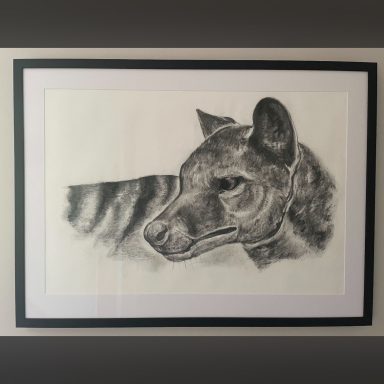 Photograph of the thylacine drawing titled Defiance in its professional frame and mount. The thylacine drawing is framed behind glass.