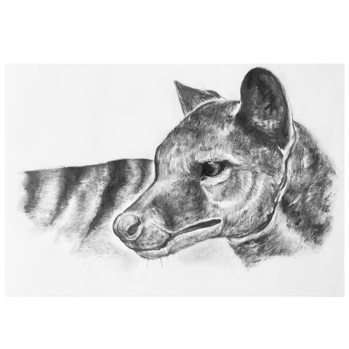 Thylacine Tasmanian Tiger