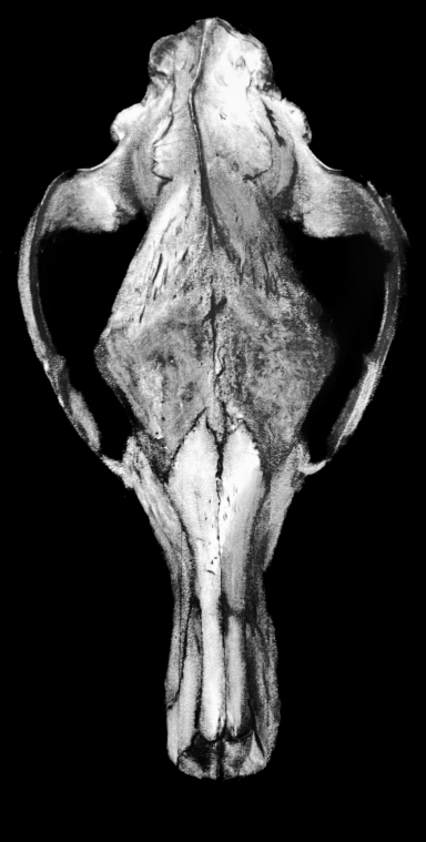 Black and white pastel study of a thylacine skull. The skull is illuminated against a black background. Hints of texture is shown.