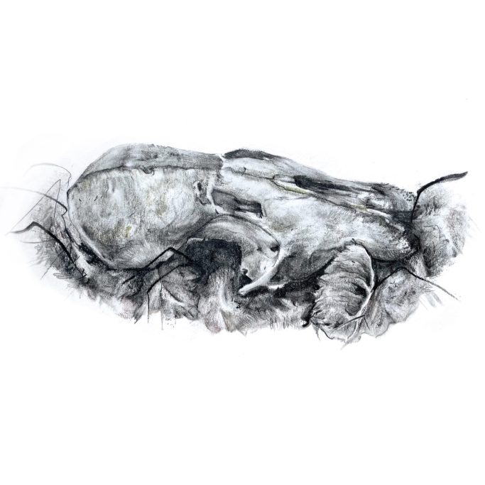 Fox Skull