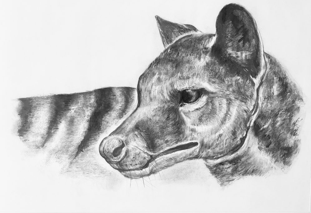 Black and white drawing of a Thylacine Tasmanian Tiger. The thylacine is an extinct marsupial. 