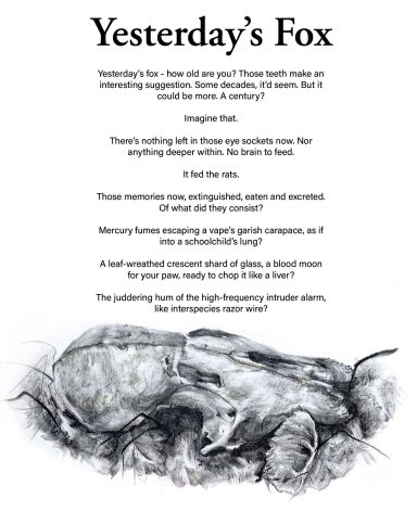 Page one of Yesterday's Fox poem. At the bottom of the page is a black and white pencil drawing of a fox skull.