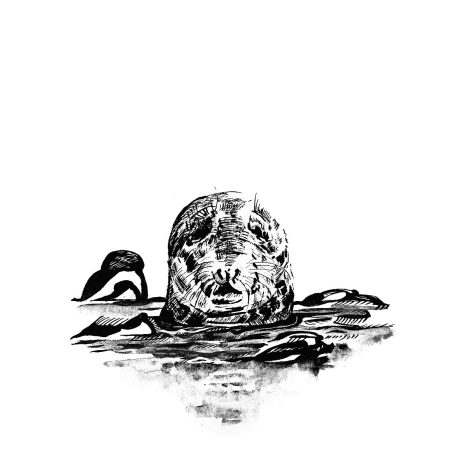 Ink drawing of a grey seal popping his head out of the water amongst a sea of kelp.
