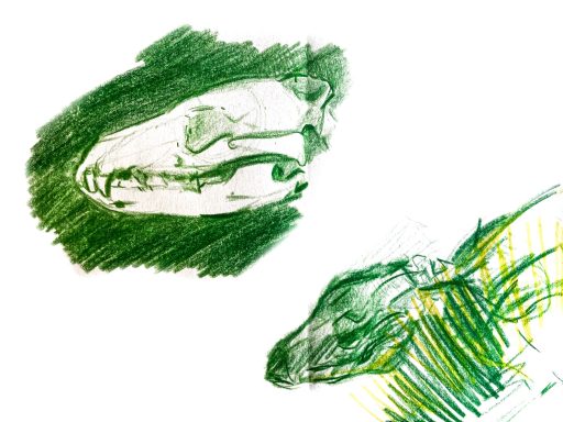 Coloured pencil crayon drawings of the Tring Museum thylacine skeleton.