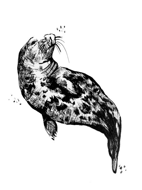 Ink drawing of a grey seal swimming. 