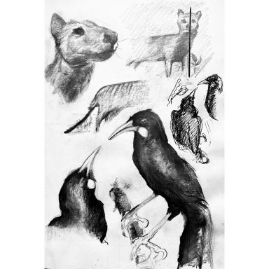 Sketchbook page from kendal museum showing black and white graphite drawings of extinct animals such as the thylacine and huia