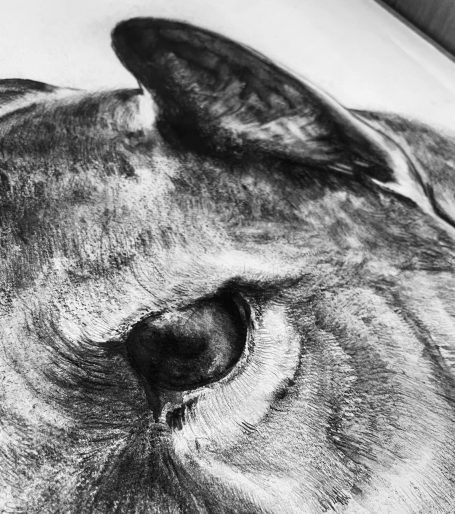Detailed image close-up of a thylacine eye. Showing ink and pencil detail of the completed artwork.