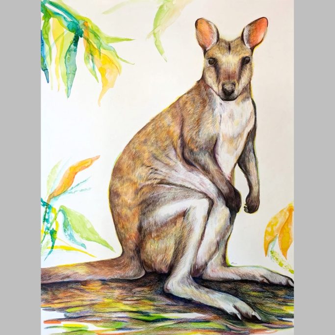 Wallaby