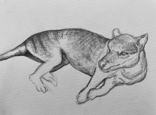 Pencil study of a thylacine at rest. I've kept my lifework loose and characterful. This study shows the peculiar anatomy of the thylacine