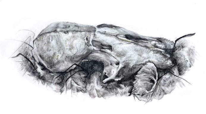 Black and white graphite drawing of my fox skull illustration. There are slight hints of colour from the use of tinted graphite.