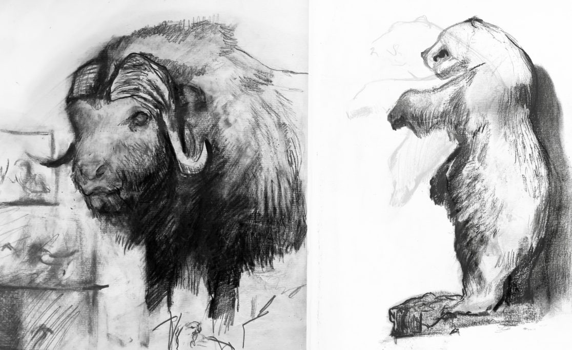 Sketchbook page from Kendal museum. This page includes graphite and charcoal drawings of two taxidermy specimens specifically a muskox.