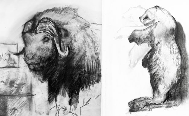 Sketchbook page from Kendal museum. This page includes graphite and charcoal drawings of two taxidermy specimens specifically a muskox.