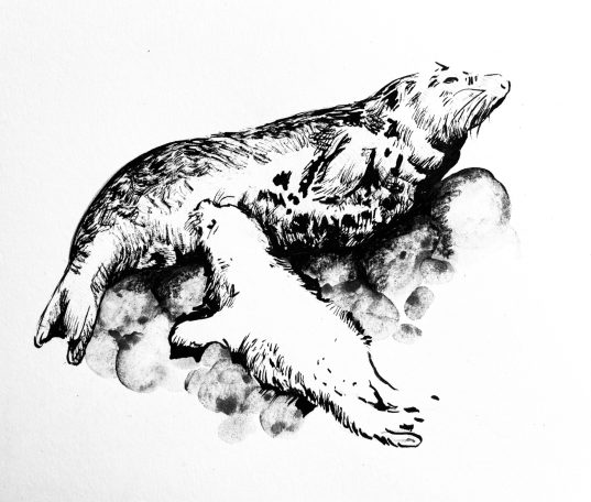 Ink drawing of a grey seal pup and its mother sharing a quiet moment.