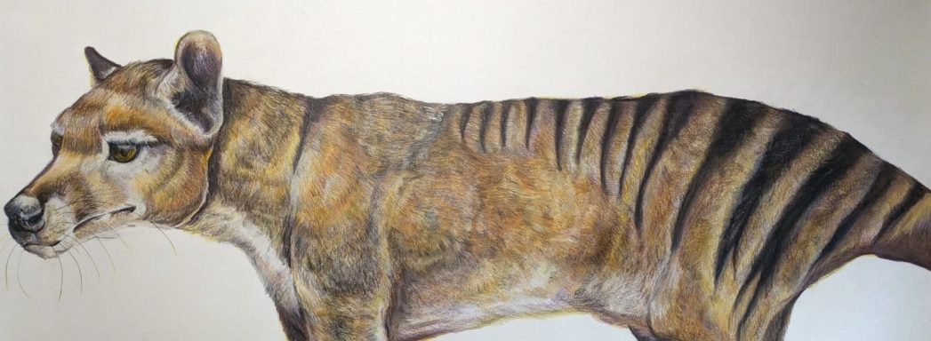 Corinna Thylacine