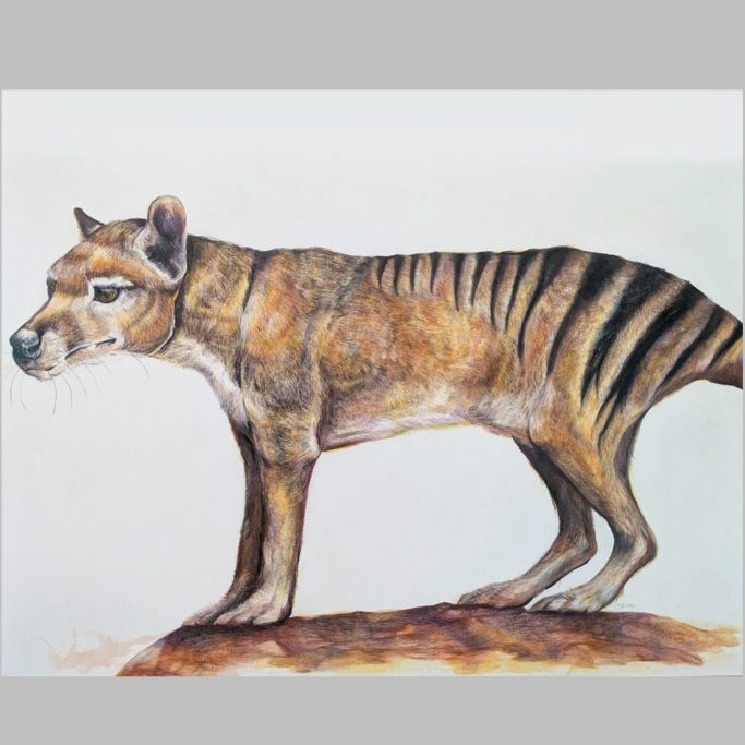 Thylacine Tasmanian Tiger